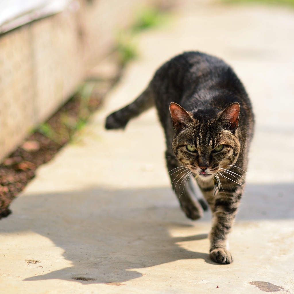 catwalk