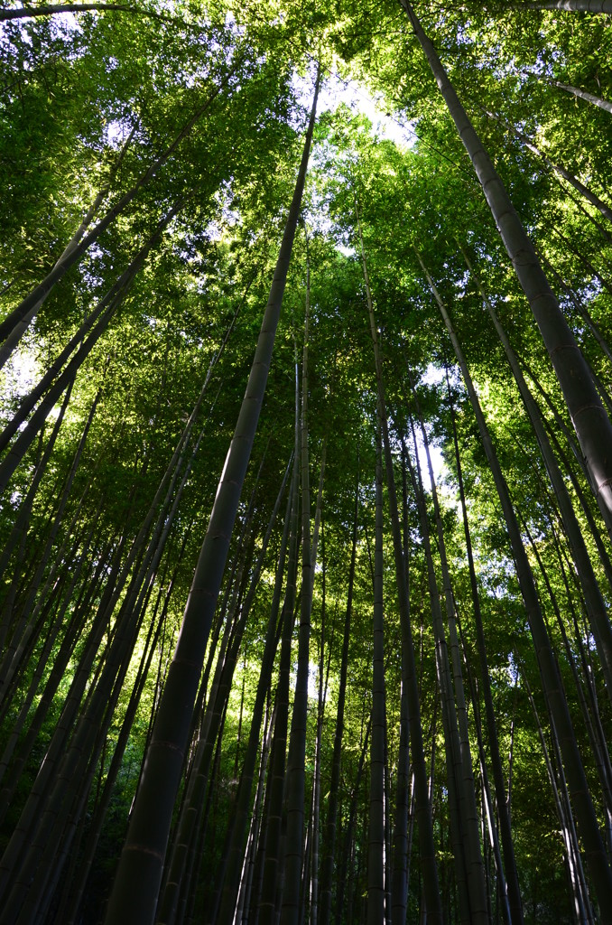 静けさを愛でる