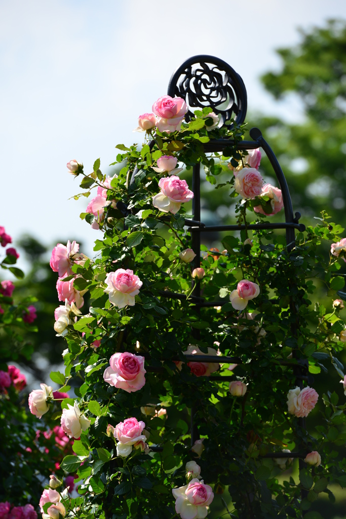 薔薇の紋章