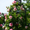 薔薇の紋章