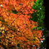 雨上がりの紅葉