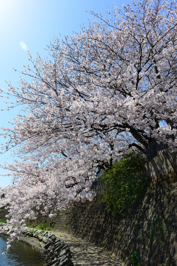 大岡川の一本桜