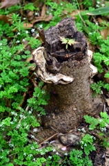 切株に茸、周りに仙洞草