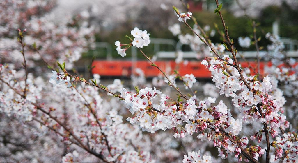 桜と中央線