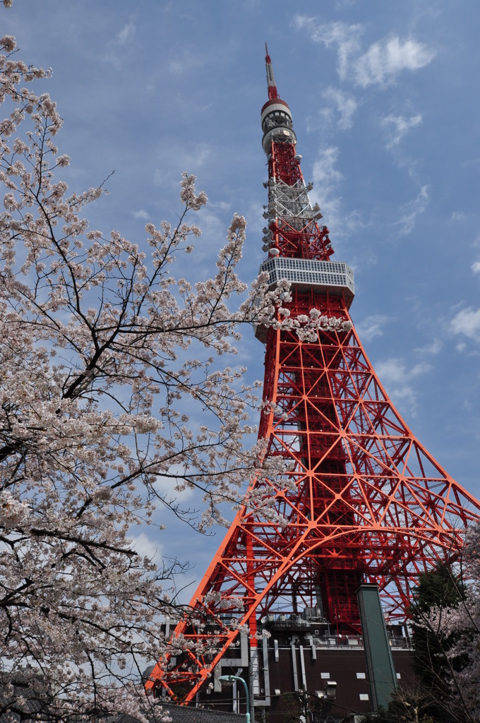 東京タワーと桜