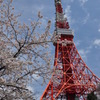 東京タワーと桜