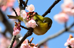 今年もメジロと寒桜