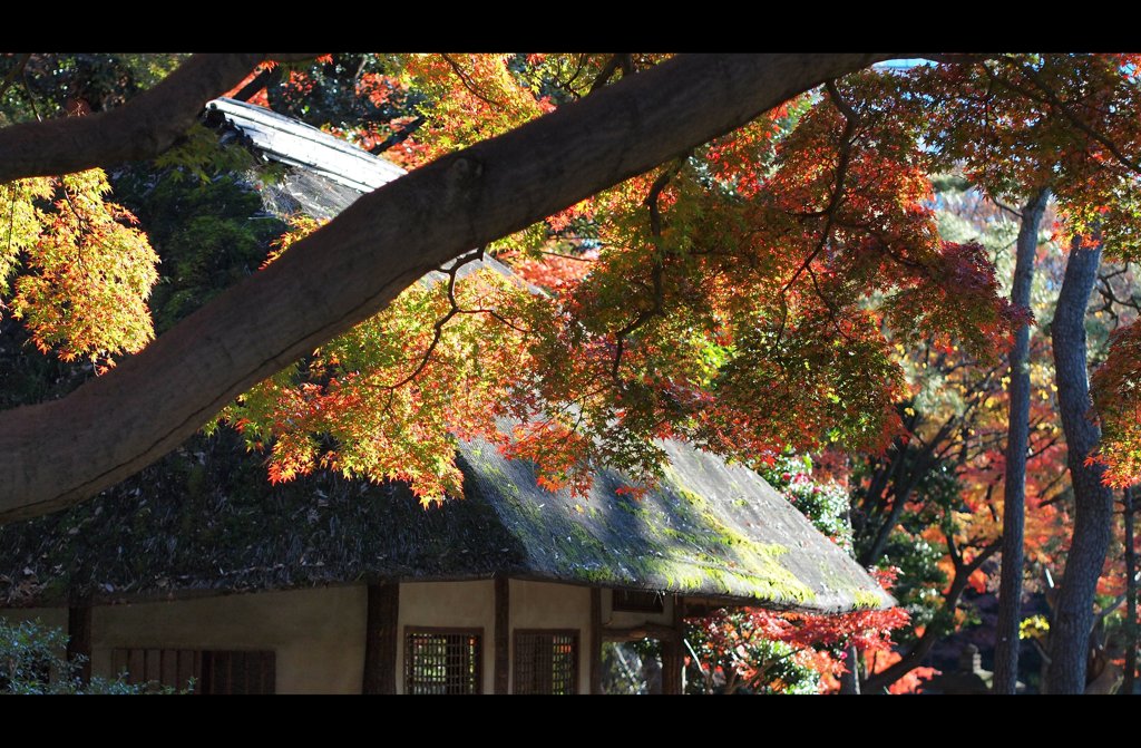 茅葺と紅葉