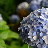 今年最後の紫陽花
