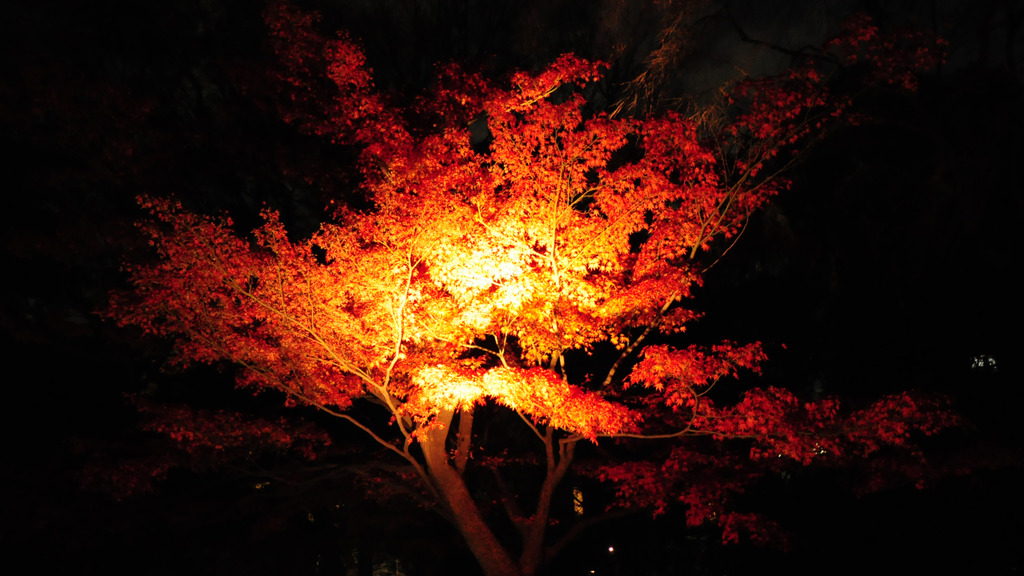 六義園 紅葉ライトアップ γ
