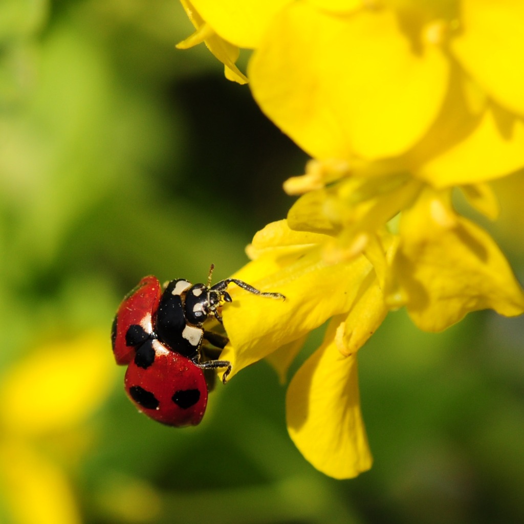 てんとう虫と菜の花 by oki51 （ID：480540） - 写真共有サイト:PHOTOHITO