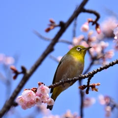 メジロと寒桜