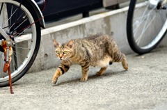 忍び足