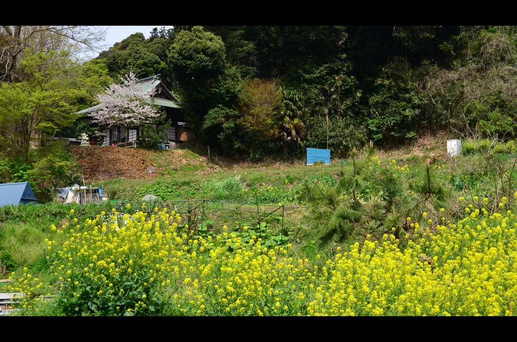 菜の花と境内の桜