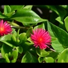 花蔓草
