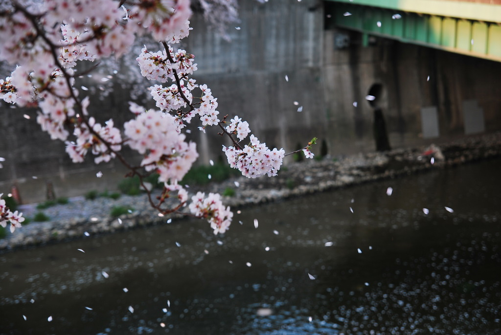 舞い散る桜・・