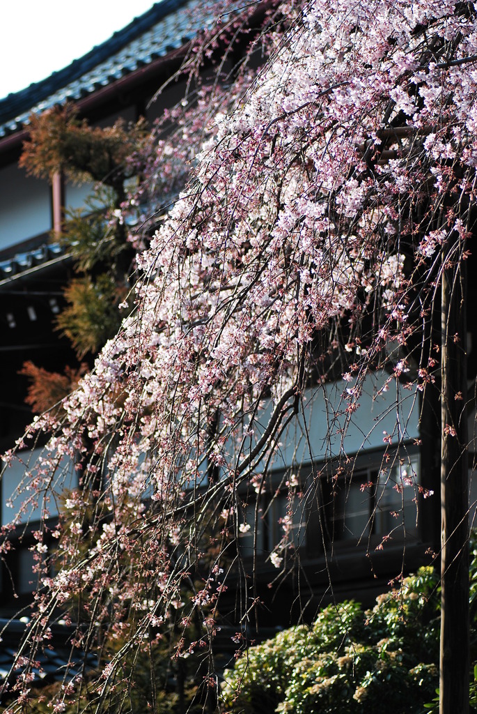 シダレザクラα