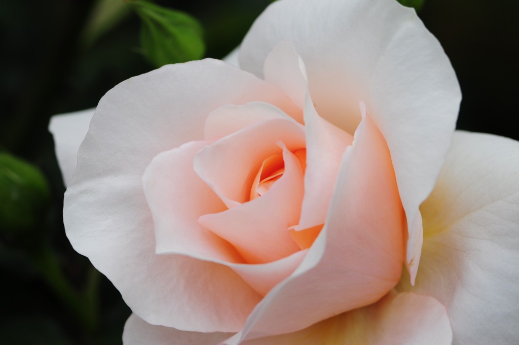 薔薇のかほり