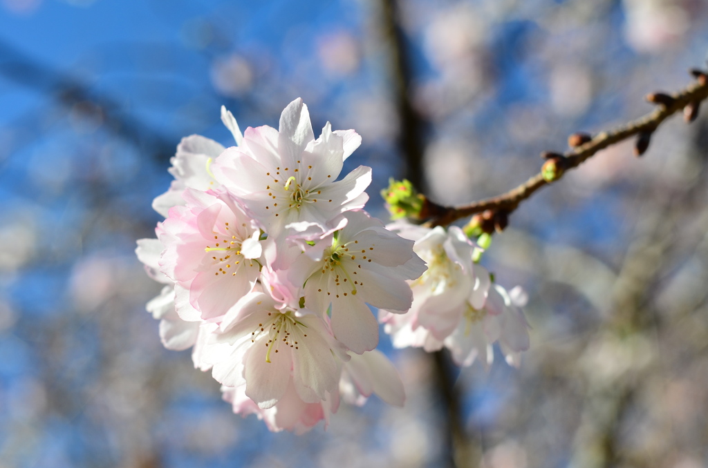 十月桜