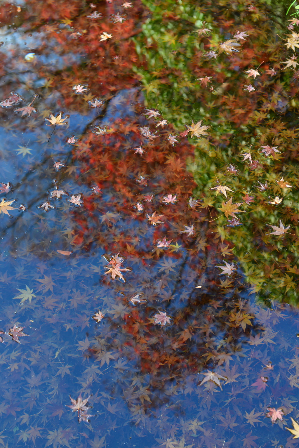 紅葉する水面