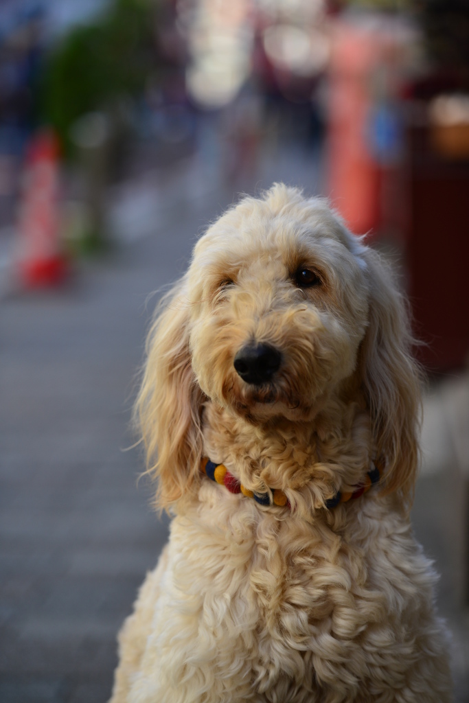 中華街の看板犬