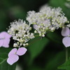 紫陽花α