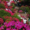 根津神社・つつじ祭りα