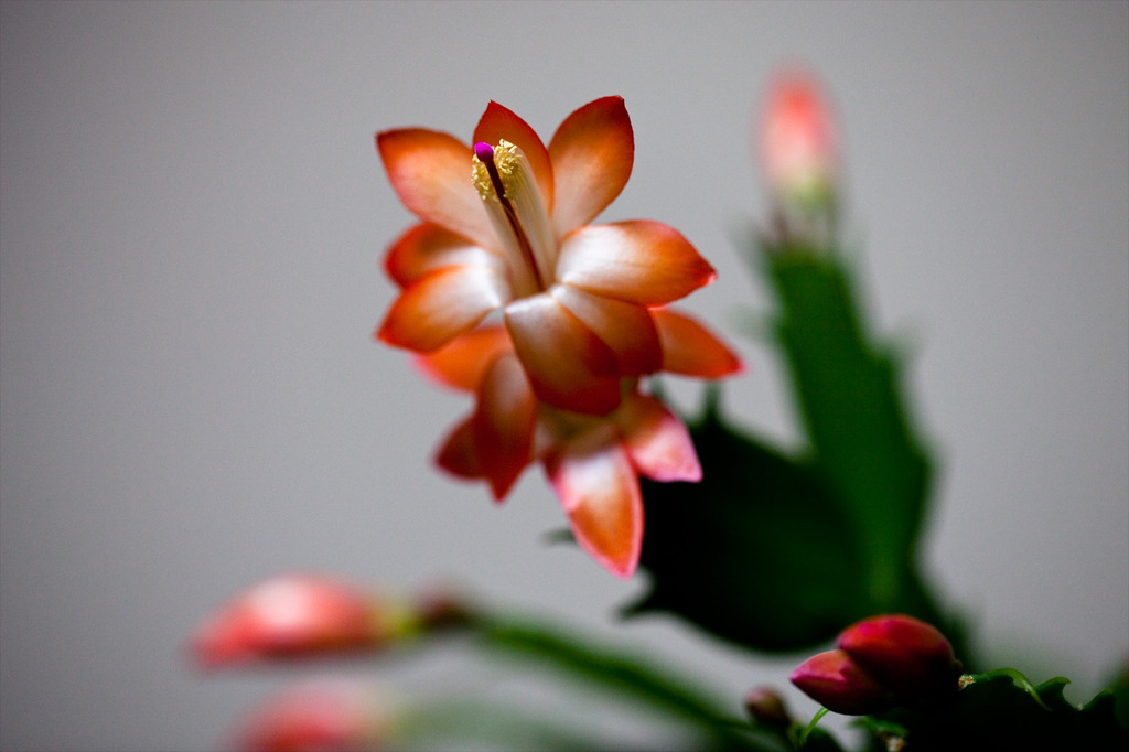 EF100mm F2.8Lマクロ IS USM