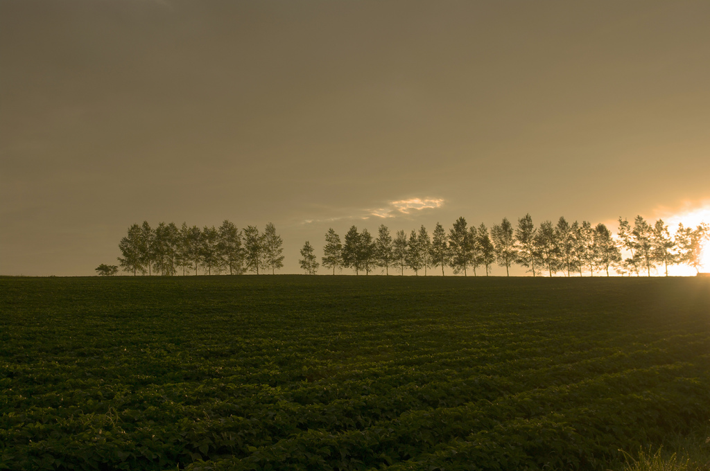 マイルドセブンの丘２