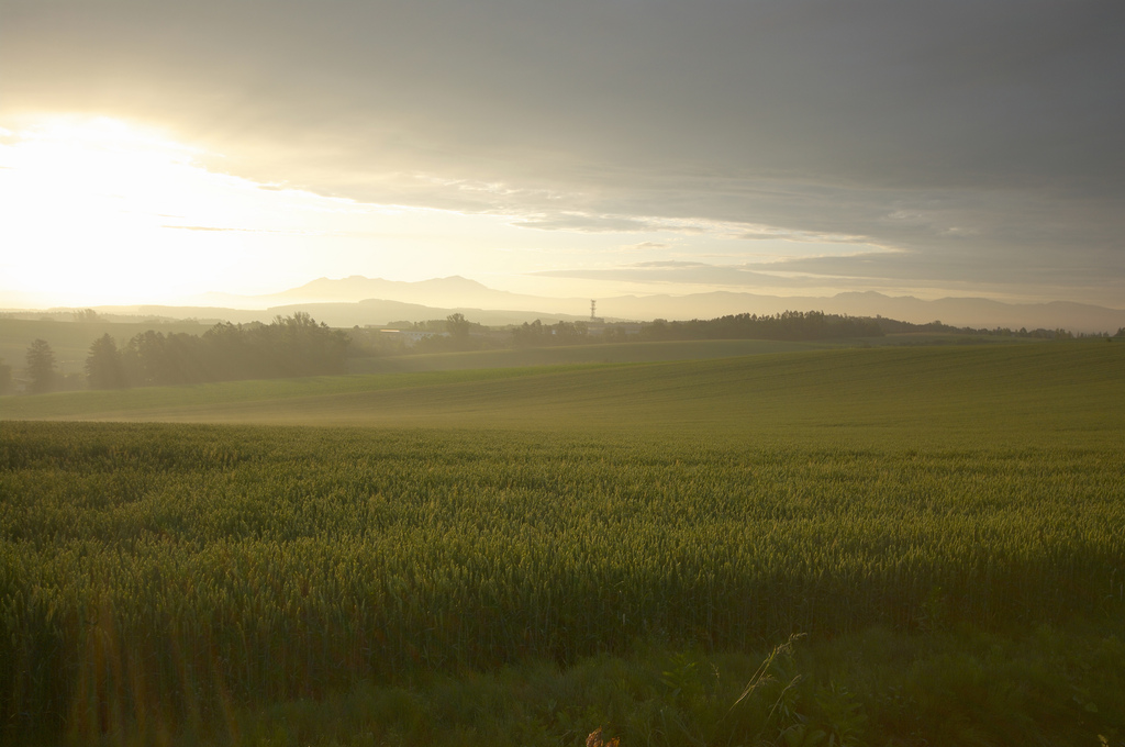 マイルドセブンの丘１