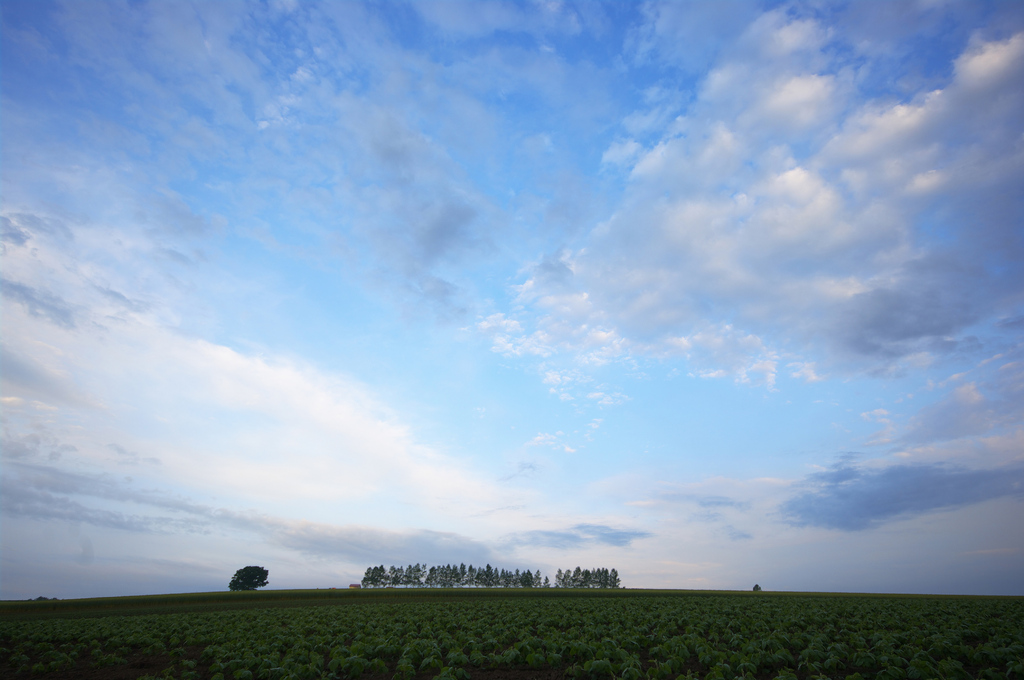 マイルドセブンの丘３