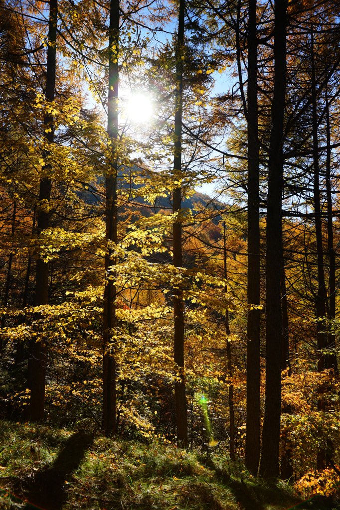しらびそ峠の朝。