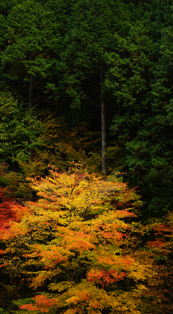 エバーグリーンとのコントラスト。