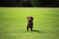犬犬