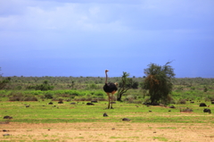 Struthio camelus