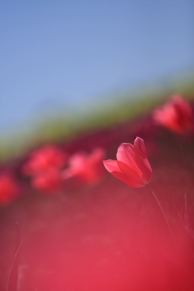 ふぁんたすてぃっく！