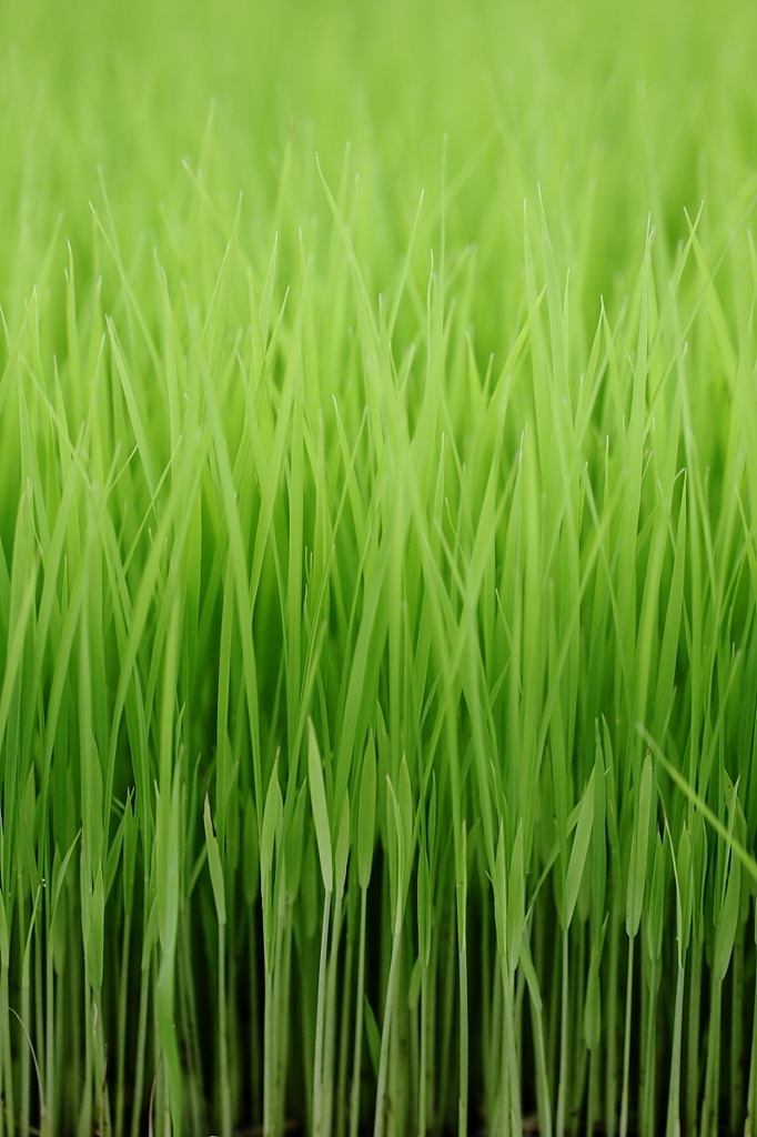 すくすく育て！