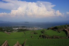 日本の夏