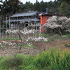 日本の春