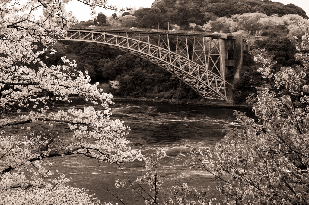 満開の西海橋