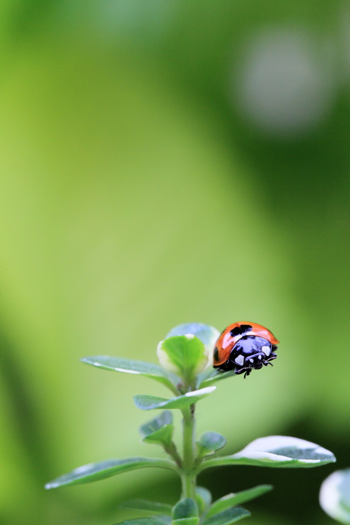 Garden! Garden!