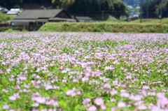 れんげが咲いたよ！