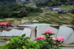 初夏棚田～紫陽花～