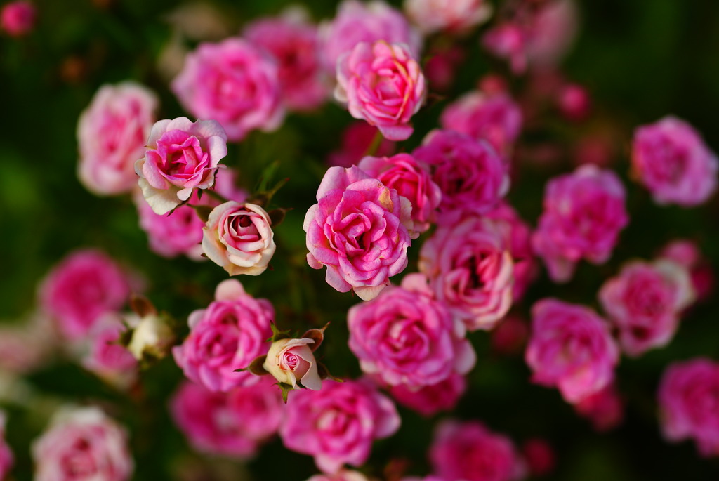 小さな薔薇園