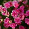 小さな薔薇園