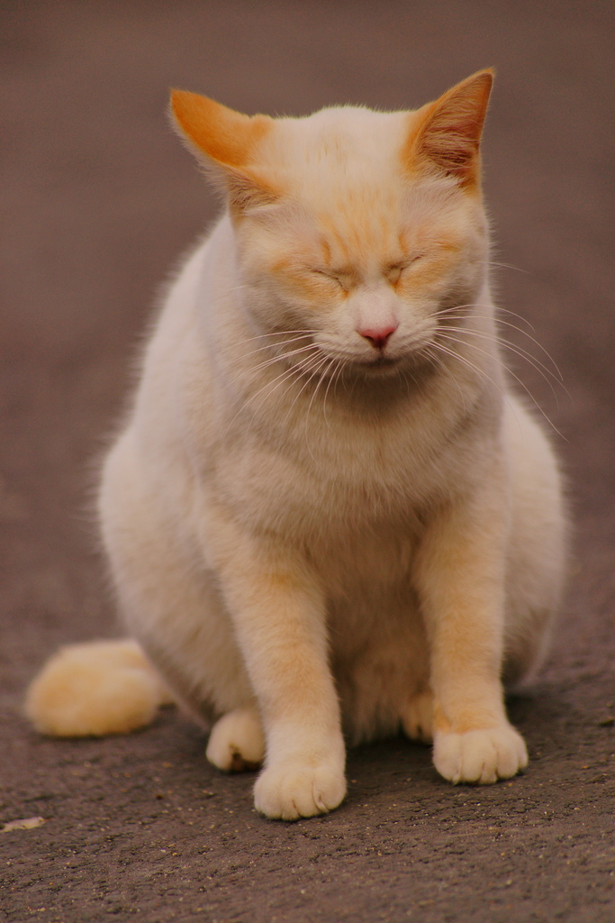 春眠