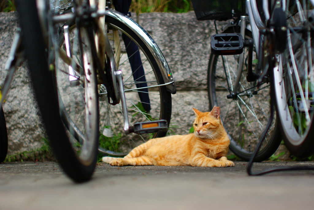 自転車の管理 承ります