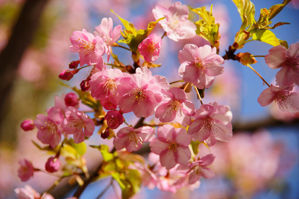 十月桜