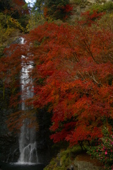 箕面の滝