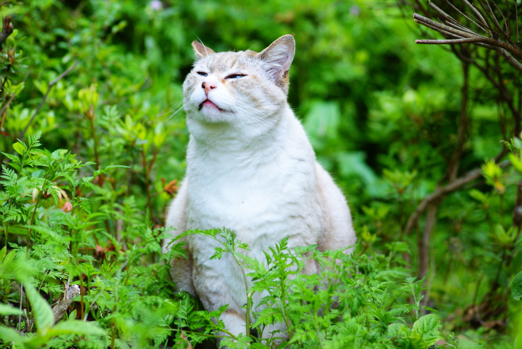 ごはんの香り